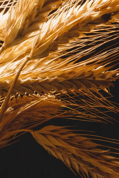 黑麦的黄色耳朵在深色背景下的特写 一束成熟的黑麦串串在背光下 大自然给人类的礼物 — 图库照片