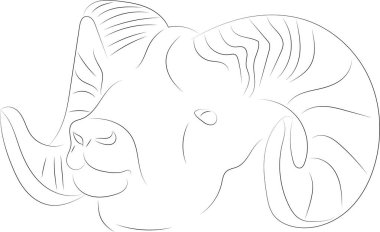 Farklı kalınlıktaki çizgilerle çizilmiş bir vektör çizimi. Zodiac işaretleri. Koç burcu. Boynuzları bükülmüş bir koç başı.