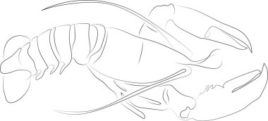 Farklı kalınlıktaki çizgilerle çizilmiş bir vektör çizimi. Zodiac işaretleri. - Kanser. Kapalı pençeli kavisli kerevit.