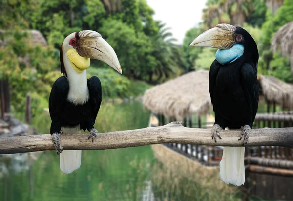 Pait of toucans, Hornbill — Stock Photo, Image