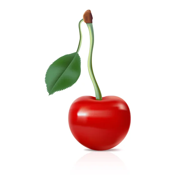 Vector Cherry — Stockvector