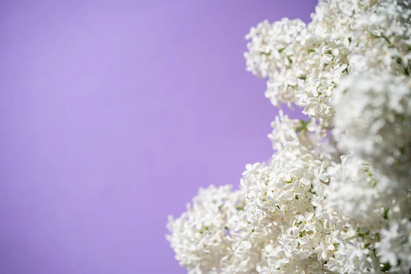 Witte lila bloemen — Stockfoto