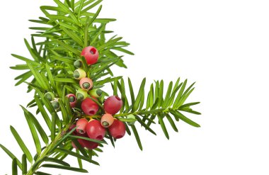Yew twig with fruit on a white background clipart