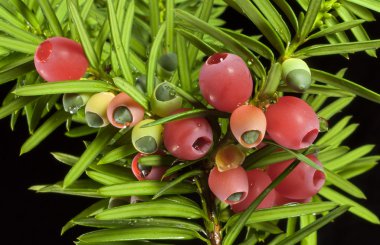 Yew fruits in different stages of ripening