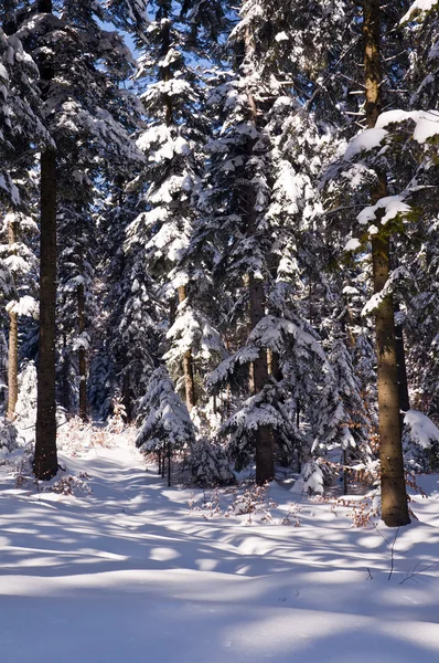 Invierno y helado día soleado en medio del bosque — Foto de Stock