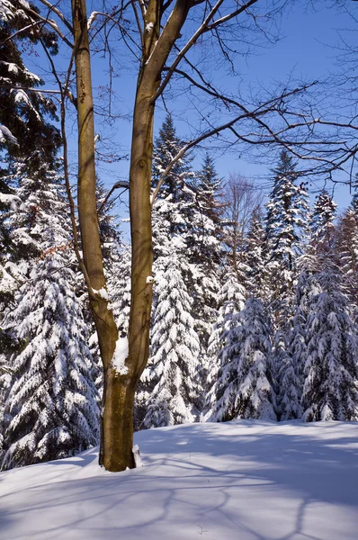 Journée ensoleillée d'hiver au milieu de la forêt — Photo