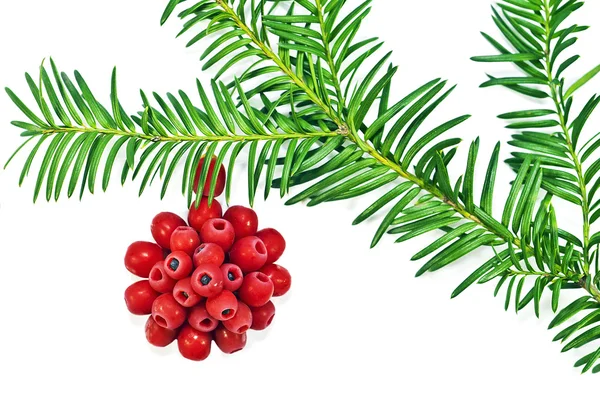 Vánoční dekorace s červenou ovocný strom Tis červený na bílém pozadí — Stock fotografie