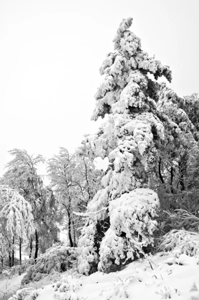 Vinter i skogen berg i svart och vitt — Stockfoto