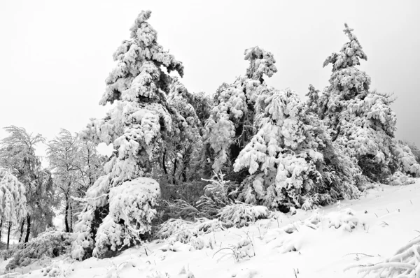 Hiver dans la forêt de montagne en noir et blanc — Photo