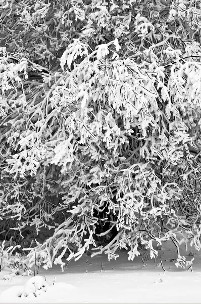 Inverno na floresta de montanha em preto e branco — Fotografia de Stock
