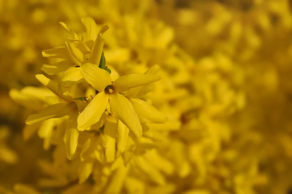 Forsythia twig on yellow blurry background — Stock Photo, Image