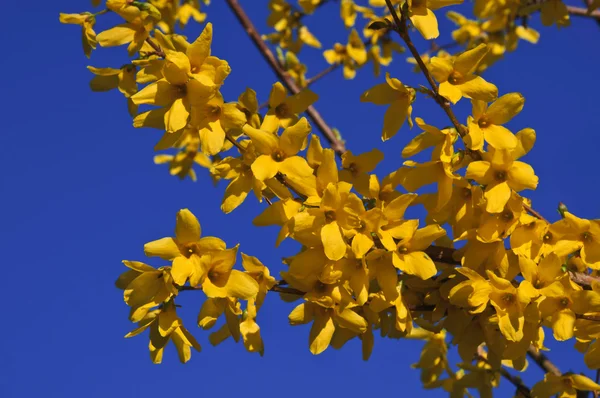 Sarı çiçekli hor çiçeği mavi gökyüzü karşı güzel Şubesi — Stok fotoğraf