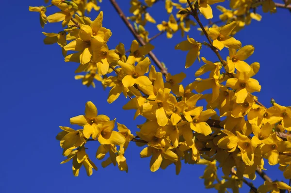 O belo ramo de forsythia amarelo florido contra um céu azul — Fotografia de Stock