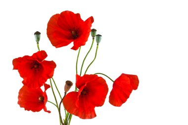 beyaz zemin üzerine kırmızı poppies grubu