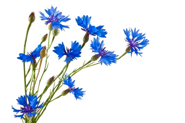 De groep van blauwe korenbloemen op witte achtergrond — Stockfoto
