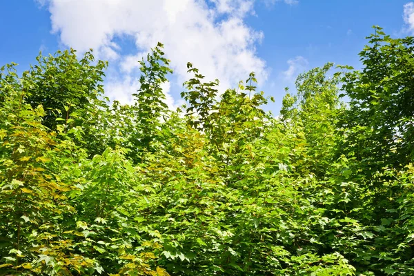 Hojas Arce Verde Contra Cielo Azul — Foto de Stock