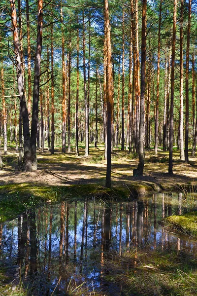 Estanque Bosque Pinos — Foto de Stock