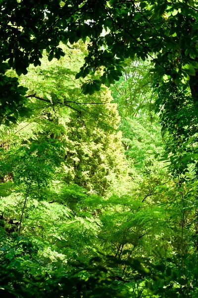 Árboles Verdes Sol — Foto de Stock