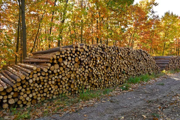 森林里成堆的松木 — 图库照片