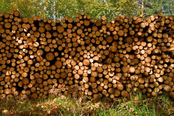 森林里成堆的松木 — 图库照片
