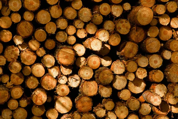 Купка Падіння Дерев Лісі — стокове фото
