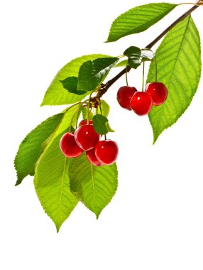 Beyaz arkaplanda bir dalda kirazlar