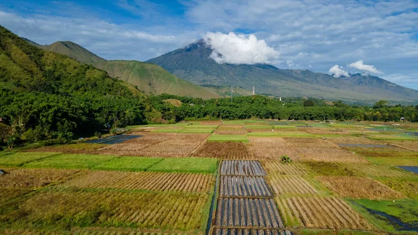 Veduta Aerea Alcuni Campi Agricoli Sembalun Sembalun Situato Sul Pendio — Foto Stock