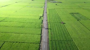 Pirinç tarlalarıyla çevrili bir yolun havadan görünüşü, gün doğumu.