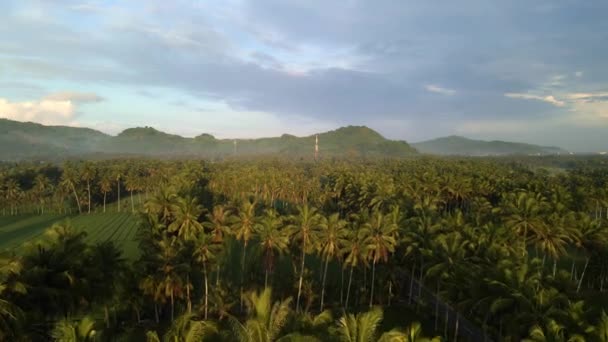 Zdjęcie Powietrza Drzew Kokosowych Rano — Wideo stockowe