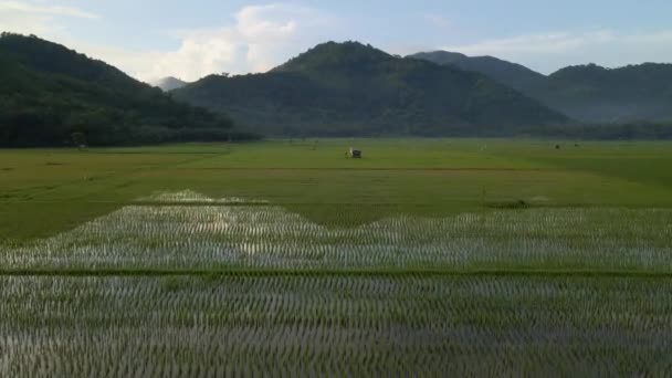 Aerial View Agriculture Rice Fields Cultivation — Stock Video