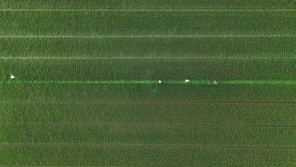 农民在稻田上喷洒杀虫剂的空中射弹 — 图库视频影像