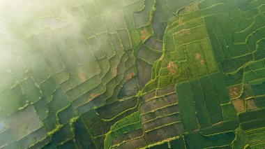 Rice Terrace Hava Çekimi. Lombok 'ta sisli bir sabahta teraslı pirinç tarlalarının güzel resimleri.