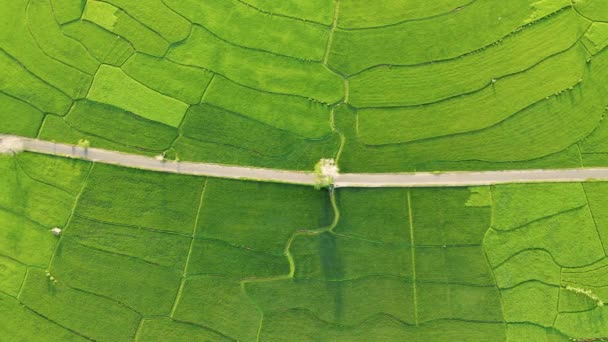 Vedere Aeriană Asupra Agriculturii Câmpurile Orez Pentru Cultivare Natural Textura — Videoclip de stoc