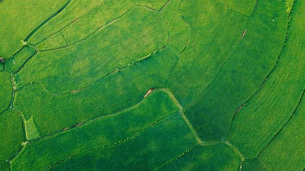 Widok Lotu Ptaka Rolnictwo Polach Ryżowych Uprawy Naturalna Tekstura Tła — Zdjęcie stockowe