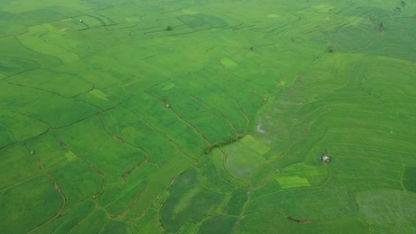 Aerial View Rice Fields Cloudy — Stock Video