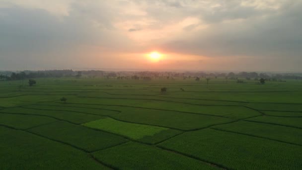 Aerial View Rice Fields Sunrise Cloudy Day — Stock Video