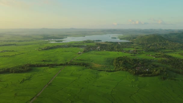 Aerial View Rice Field Dam Morning — Stock Video