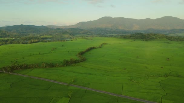 Sabah Pirinç Tarlasının Havadan Görünüşü — Stok video