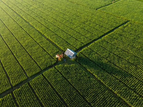 Drone View Small Cabin Rest Middle Rice Fields Morning — Stockfoto