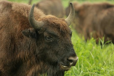 wisent, Milli Parkı briansky les