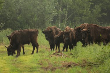 wisent, Milli Parkı briansky les