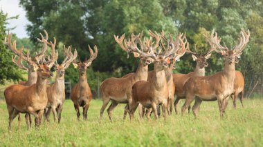 geyik boynuzları, milli park, kaliningrad, çiftlik, hayvan, hayvan sürüsü
