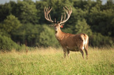 geyik boynuzları, milli park, kaliningrad, çiftlik, hayvan, hayvan sürüsü