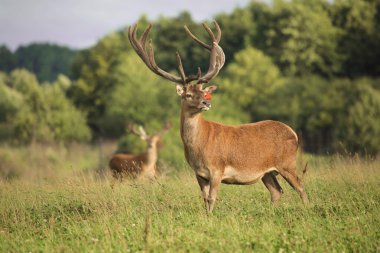 geyik boynuzları, milli park, kaliningrad, çiftlik, hayvan, hayvan sürüsü