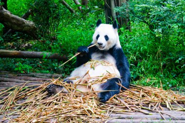 Panda.