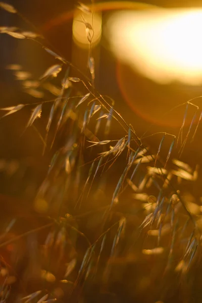 Arkasında güzel bir bokeh ile gündoğumu ya da günbatımı ile arka planda kalan kuru çimenlerin arkaplan görüntüsü