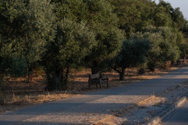 Gün doğarken yolun kenarında zeytin ağaçlarının önünde eski ahşap bir bank.