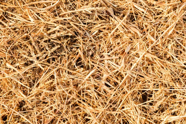 Yaz günbatımının ışığında kuru saman kamışları tarafından yaratılmış bir desen..