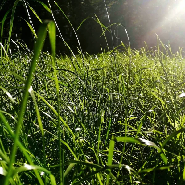 Grass Backyard — Stock Photo, Image