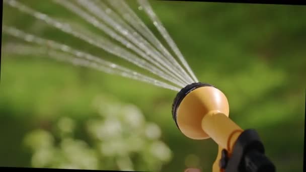 Jardinage et entretien- gros plan des mains de l'homme avec tuyau arrosant la pelouse, Gros plan, 4k — Video